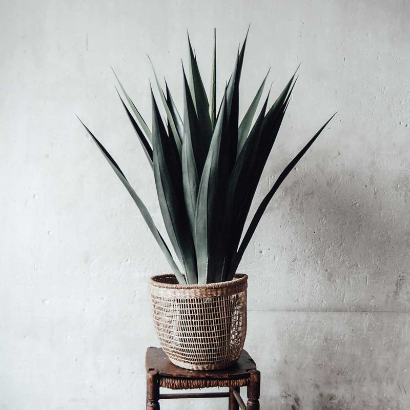 Planta AGAVE