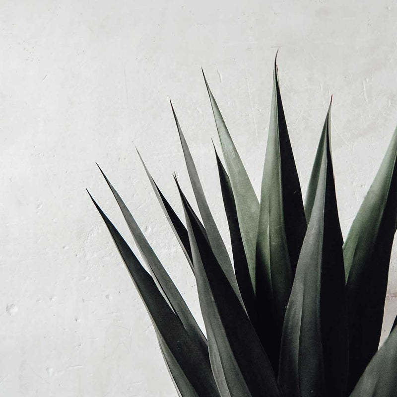 Planta AGAVE