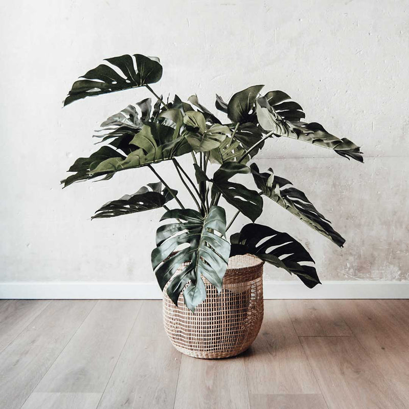 Planta MONSTERA