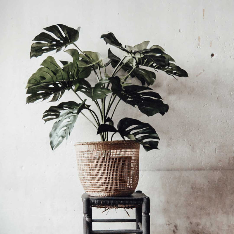 Planta MONSTERA