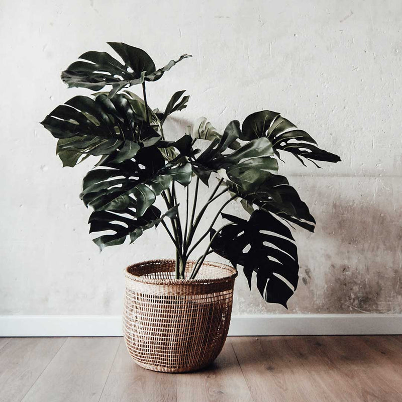 Planta MONSTERA