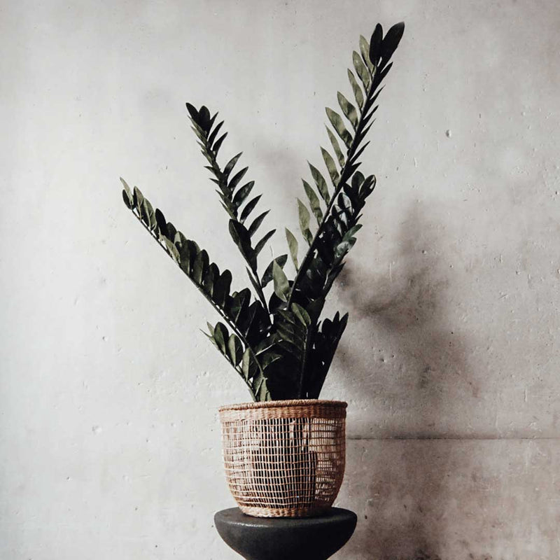 Planta ZAMIOCULCAS